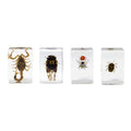 Celestron 3Bug Specimen Kit obs25
