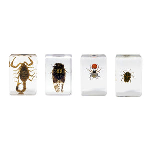 Celestron 3Bug Specimen Kit obs25