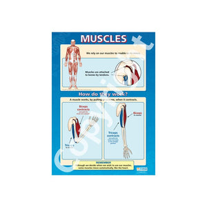 DD WC Muscles - Del