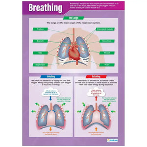 DD WC Breathing Lam web