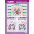 DD WC Breathing web