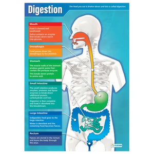 DD WC Digestion -web