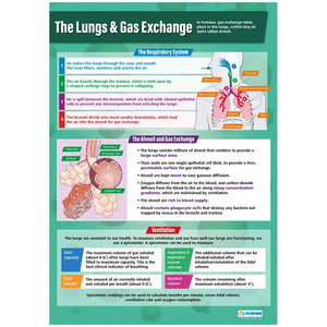 DD WC Lungs - DNR24