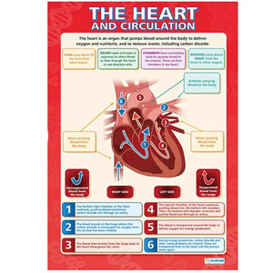 DD WC The Heart & Circulation Lam web