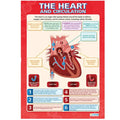 DD WC The Heart and Circulation web